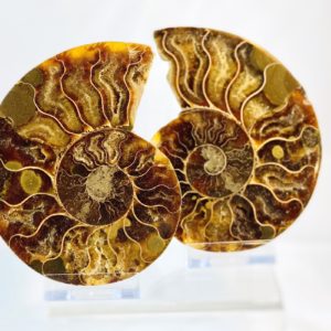 Ammonit, Ammonitenpaar, Versteinerung, Madagaskar